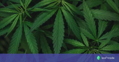 For Cannabis Retailers: Four Fast Facts About Managed Marketplaces