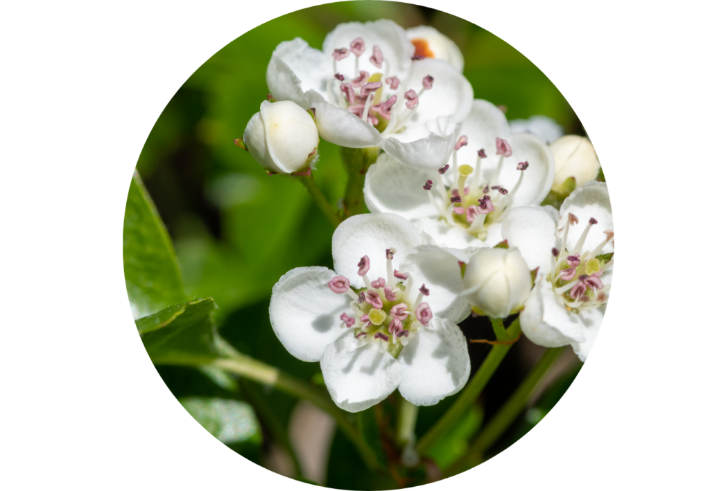 Crataegus punctata